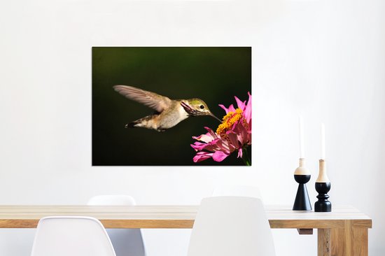 Un colibri calliope sur une plante rose Aluminium 80x60 cm - Tirage photo sur aluminium (décoration murale métal)