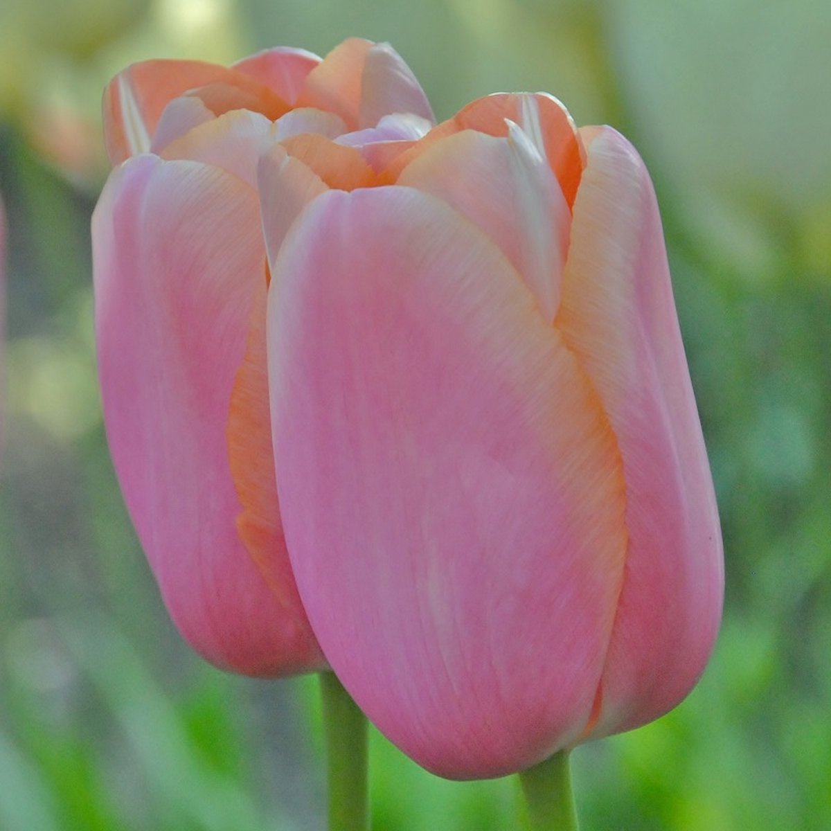Tulp Menton | 10 stuks | Enkel laat | Roze | Tulpenbollen