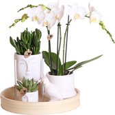 Complete plantenset Sanctuary | Groene planten met witte Phalaenopsis orchidee incl. keramieken sierpotten en accessoires