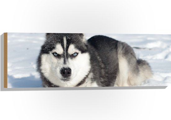 WallClassics - Hout - Boze Husky in de Sneeuw - 90x30 cm - 12 mm dik - Foto op Hout (Met Ophangsysteem)