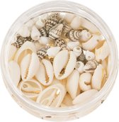 Bead Box - Kauri Shells et Deco Shells (différentes tailles) 200 pièces