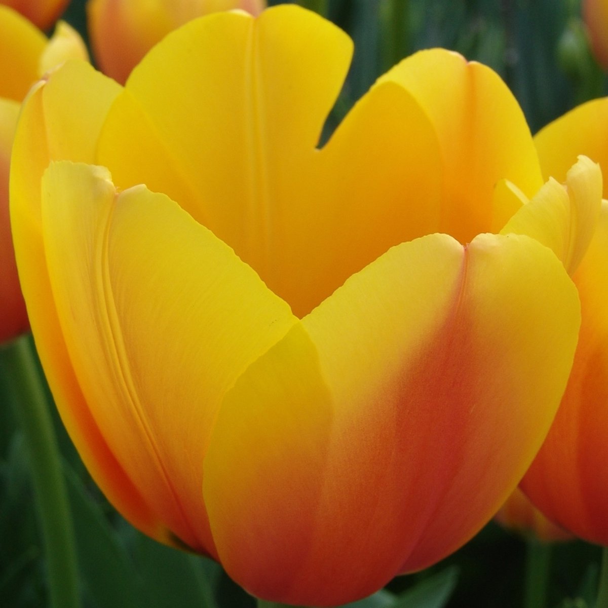 Tulp World Peace | 10 stuks | Darwinhybride | Geel | Rood