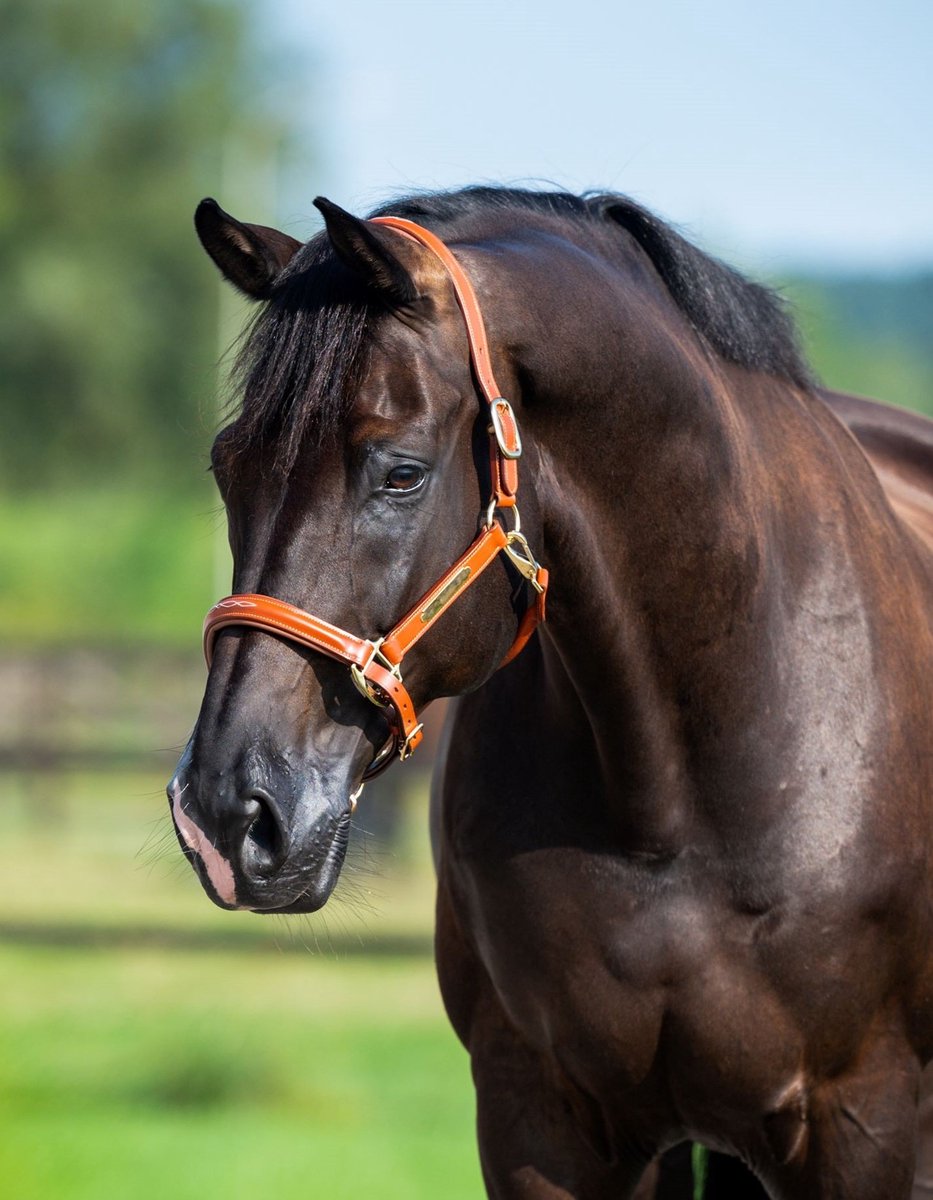 HB SHOWTIME LEDEREN HALSTER HORSE NAME Zwart-blauw