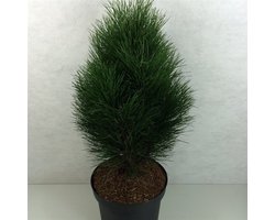 Pinus nigra 'Green Tower' - Den | 50-60 cm pot