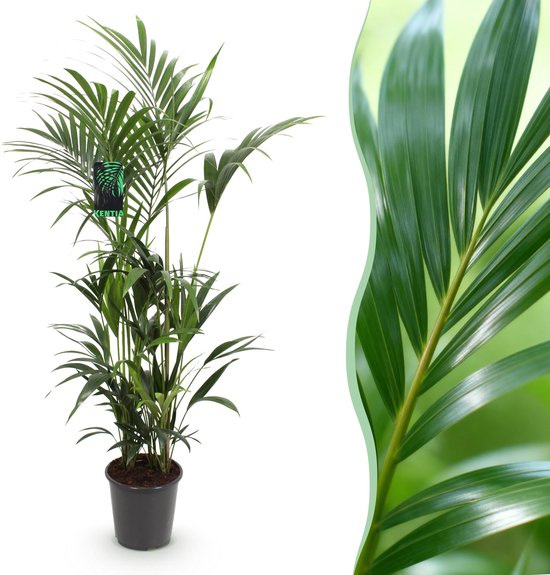 Plantenboetiek.nl | Howea Forsteriana - Kentia Palm - Weinig Onderhoud - Groen - Ø27cm - 160-170cm hoog - Kamerplant - Groenblijvend