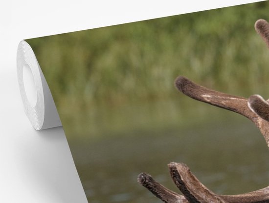 Papier peint photo peint photo vinyle - Elk couché dans l'eau largeur 275 cm x hauteur 220 cm - Tirage photo sur papier peint (disponible en 7 tailles)