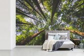 Behang - Fotobehang Weergave van Redwood bomen van onderaf - Breedte 420 cm x hoogte 280 cm