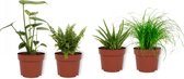 Set van 4 Kamerplanten - Aloe Vera & Cyperus Zumula & Monstera Deliciosa & Nephrolepis Vitale - ± 25cm hoog - 12cm diameter - in roze pot