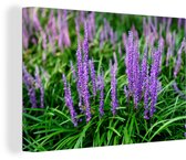 Gros plan herbe ornementale violette 30x20 cm - petit - Tirage photo sur toile (Décoration murale salon / chambre) / Peintures sur toile Fleurs