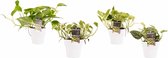Kamerplanten van Botanicly – 4 × Drakenklimop incl. sierpot wit als set – Hoogte: 15 cm – Scindapsus pictus