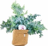 FloriaFor  - Phlebodium ‘Davana’ In Bag (kurk) - Vers Van De Kweker - ↨ 48cm - ⌀ 20cm