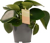 FloriaFor - Peperomia Raindrop Feel Green - - ↨ 35cm - ⌀ 14cm