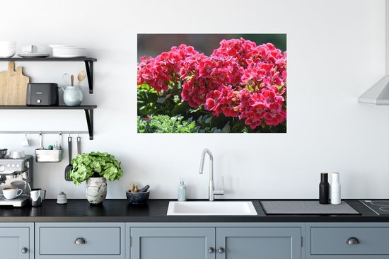 Sticker Muursticker Géranium - Fleurs de géranium rouge au jardin - 90x60 cm - film adhésif autocollant - sticker mural repositionnable