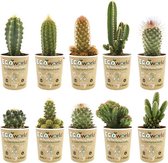 Ecoworld Mini Cactussen - Cactus Plant 10 stuks - Ø 6 cm - Hoogte 8-15 cm
