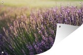 Muurdecoratie Lavendel in een veld - 180x120 cm - Tuinposter - Tuindoek - Buitenposter