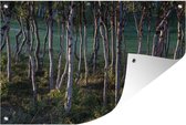 Muurdecoratie Het berkenbos in het Nationaal park Abisko in Zweden - 180x120 cm - Tuinposter - Tuindoek - Buitenposter