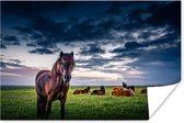 Poster Paarden - Wolken - Gras - 180x120 cm XXL