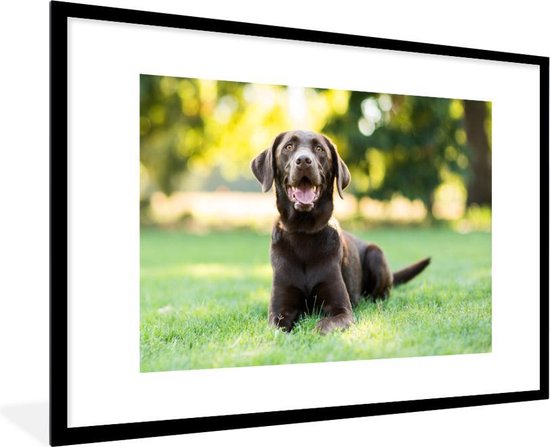 Fotolijst incl. Poster - Een Labrador Retriever ligt in het gras - 90x60 cm - Posterlijst