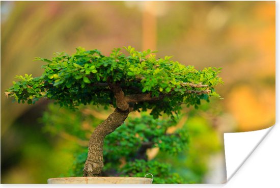 Meerdere bonsai bomen in een rij De focus ligt op de voorste boom en de groene bladeren vormen een groot contrast met de gelige achtergrond 30x20 cm - klein - Foto print op Poster (wanddecoratie woonkamer / slaapkamer)