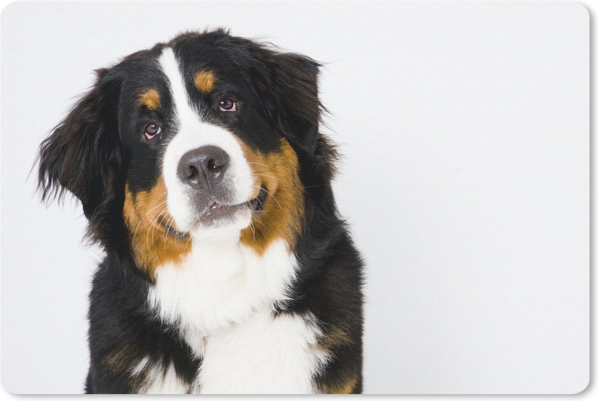 Muismat Berner Sennenhond - Portretfoto van een Berner Sennenhond muismat rubber - 27x18 cm - Muismat met foto