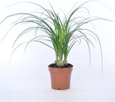 Mama's Planten - Beaucarnea Recurvata Nolina (3 Per Pot) - Vers Van De Kweker - ↨ 35cm - ⌀ 12cm