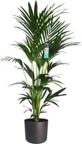 XL Kentia Palm In ELHO B.for Pot (antraciet) - Vers Van De Kweker - ↨ 170cm - ⌀ 30cm - [Mama's Planten]