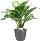 Decorum Aglaonema Silver Bay met Elho brussels antracite – ↨ 50cm – ⌀ 17cm