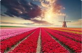 Tuinposter Hollands Tulpenveld