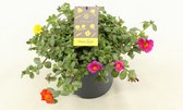 Bloem van Botanicly – Portulaca Trixi Sindbad – Hoogte: 25 cm