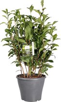 Duurzame Theeplant - Zelf Thee Kweken - 50cm - ø21cm