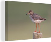 Redshank pendant le coucher de soleil Toile 30x20 cm - petit - Tirage photo sur toile (Décoration murale salon / chambre)