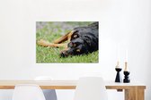 Canvas Schilderij Een liggende Rottweiler in het gras - 90x60 cm - Wanddecoratie