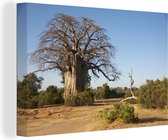 Canvas Schilderij Fantastische Boababboom in het Nationaal park Lower Zambezi - 60x40 cm - Wanddecoratie