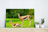 Canvas Schilderij Gazelle - Gras - Dieren - 30x20 cm - Wanddecoratie