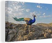 Paon indien dans les montagnes Toile 180x120 cm - Tirage photo sur toile (Décoration murale salon / chambre) XXL / Groot format!