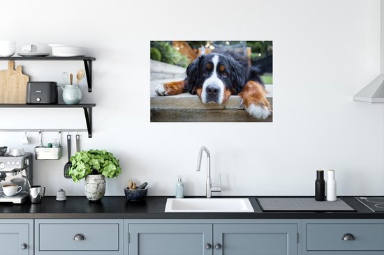 Poster Bouvier bernois ombragé 90x60 cm - Tirage photo sur Poster (décoration murale salon / chambre) / Poster Animaux domestiques