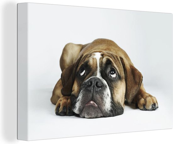 Chien bouledogue devant toile de fond blanc 2cm 140x90 cm - Tirage photo sur toile (Décoration murale salon / chambre) / Animaux sauvages Peintures sur toile