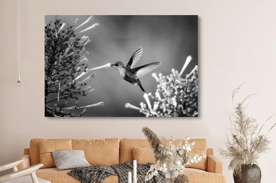 Nymphe des bois couronnée violette dans le parc national du Costa Rica en toile noir et blanc 2cm 150x100 cm - Tirage photo sur toile (Décoration murale salon / chambre) / Animaux sauvages Peintures sur toile