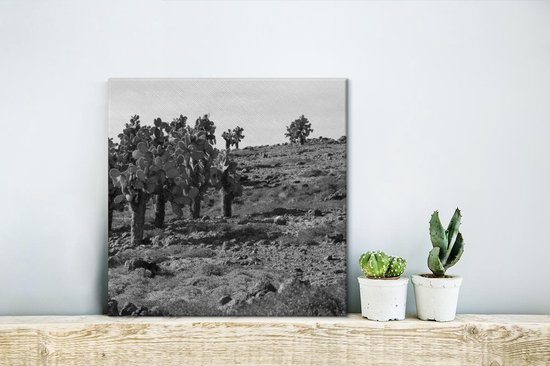 Peintures sur toile - Paysage rocheux avec cactus en Equateur - noir et blanc - 20x20 cm - Décoration murale