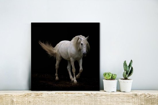 Cheval Wit devant une toile de fond noir 2cm 20x20 cm - petit - Tirage photo sur Toile (Décoration murale salon / chambre) / Animaux sauvages Peintures sur toile