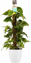 Scindapsus Mosstok 80 cm met Elho brussels white ↨ 80cm - hoge kwaliteit planten