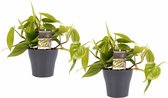 Duo Philodendron Scandens met potten Anna Grey ↨ 15cm - 2 stuks - hoge kwaliteit planten