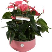 Anthurium Pink in Lucca keramiek ↨ 35cm - planten - binnenplanten - buitenplanten - tuinplanten - potplanten - hangplanten - plantenbak - bomen - plantenspuit