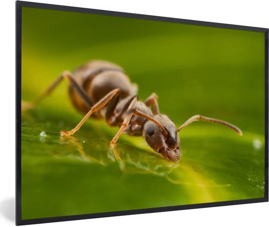 Photo encadrée - Cadre photo fourmi à boire noir sans passe partout 60x40 cm - Affiche encadrée (Décoration murale salon / chambre)