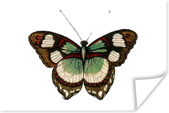 Illustration d'un papillon marron et vert 30x20 cm - petit