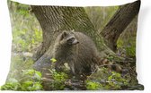 Buitenkussens - Tuin - Wasbeer in het wild - 60x40 cm