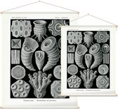 Cyathophyllum - Tetracoralla (Kunstformen der Natur), Ernst Haeckel - Foto op Textielposter - 60 x 80 cm