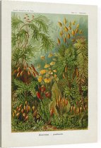 Polytrichum - Muscinae (Kunstformen der Natur), Ernst Haeckel - Foto op Canvas - 75 x 100 cm