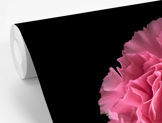 Papier peint photo peint photo vinyle - Oeillet rose sur fond noir largeur 360 cm x hauteur 240 cm - Tirage photo sur papier peint (disponible en 7 tailles)