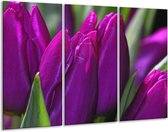 Peinture sur verre tulipe | Violet vert | 120x80cm 3 Liège | Tirage photo sur verre |  F001576